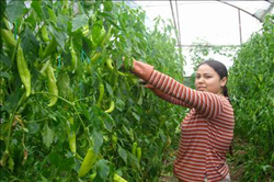 Biber fiyatları üreticiyi üzüyor 