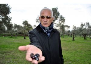 Aydın’da Zeytinliklerin Satılmasına Tepki