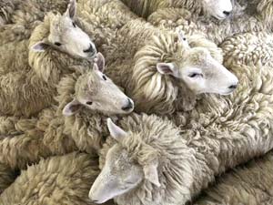 Ekinözünde Koyun Hırsızlığı 