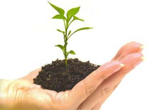 Göksun Çadır Kent Ağaçlandırılıyor