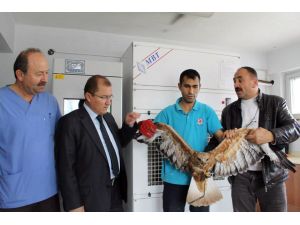 Yaralı Doğan Tedavi Altına Alındı