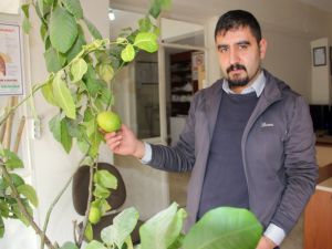 Saksıda Limon Yetiştiriyor