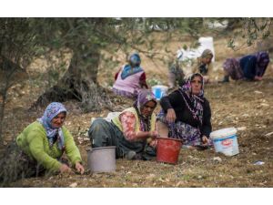 Zeytin Hasadının Yüzde 60ını Kadınlar Yapıyor