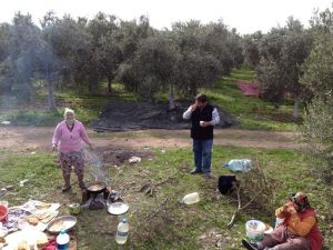 Tarlada Gözlemeli Zeytin Yağı Testi