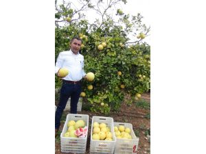 Silifke’de Ağaç Kavunu Hasadı Başladı