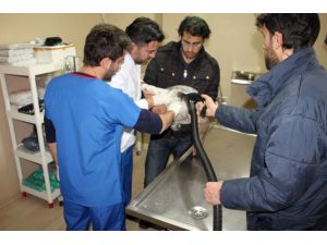 Yaralı Bulunan Kaz Tedavi Ettirildi