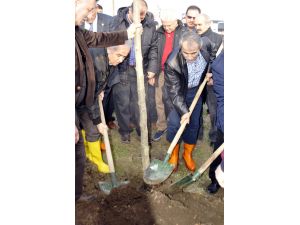 Yalovada Kesilen 180 Ağaç İçin 200 Çınar Ağacı Dikildi