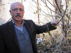 İncir Ağacında Kış Meyvesi