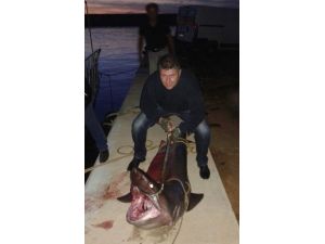 Oltaya Köpek Balığı Takıldı