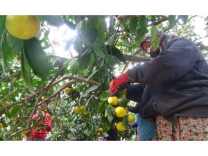 Sınır Kapıları Kapandı, Mandalina Dalında Kaldı