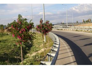 6 Bin 400 Kilometrelik Yol Kenarı Daha Ağaçlandırılacak
