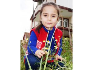 Yalancı Bahara Aldanan Papatyalar Çiçek Açtı