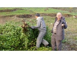 Türkiye Dünyaya Defne Yaprağı İhraç Ediyor