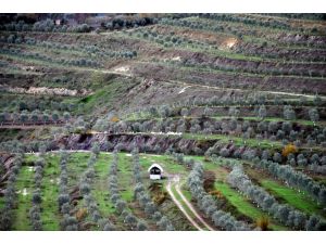 Kapatılan Maden Ocağı Zeytin Ormanına Dönüştü