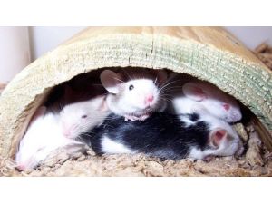 Fare Beynine İnsan Beyin Hücreleri Nakledildi