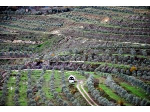 Kapatılan Maden Ocağı Zeytin Ormanına Dönüştürüldü