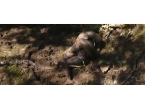 Kendini Yılana Yutturamadı