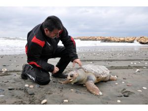 Mersin’de Sahile Ölü Caretta Caretta Vurdu