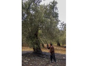 Zeytincilere Makineli Hasat Çağrısı