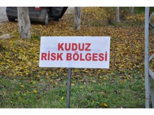 Bu Bölgede Kedilerde Kuduz Alarmı