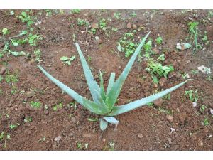 Aloe Verayı Serada Yetiştirdiler