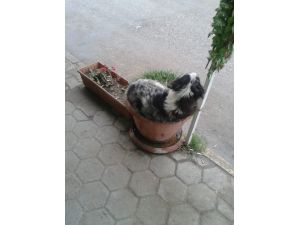 Saksıda Köpek