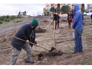 319 Maden Şehidi Anısına 319 Fidan