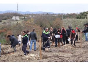 319 Maden Şehidi Anısına 319 Fidan