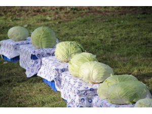 80 Milli Yeni Lahana Çeşidi Geliştirildi