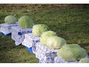 80 Milli Yeni Lahana Çeşidi Geliştirildi