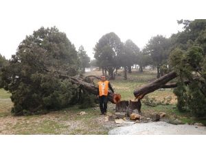 Yüzlerce Ağaç Kesildi