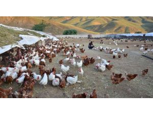 Tavuk Üretimi Azaldı