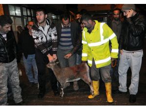 Tunceli Dağ Keçisi Avcılığı