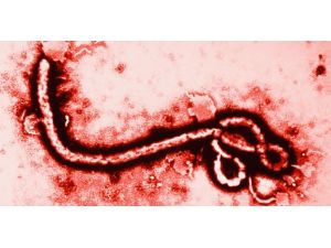Ebola Kendini Grip Gibi Gösteriyor