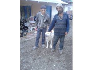 Bu Köpek Fazladan Yaşıyor