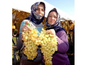Sarıgölde Üzüm Bağları Soğuk Hava Deposunu Aratmıyor