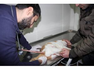 (Özel Haber) Dengesini Kaybeden Kedi İnşaat Demirine Saplandı