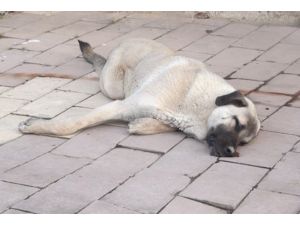 Vurulduğu İddia Edilen Köpeği Çöpe Attılar