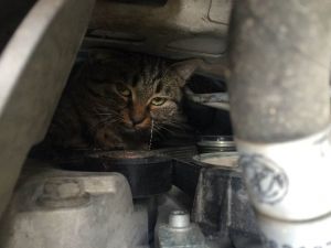 Yaramaz Kedi Öyle Bir Yere Girdi Ki...