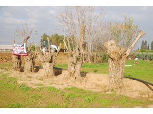 (Özel Haber) -300 Yaşındaki Zeytin Ağaçlarını Yok Olmaktan Kurtarıyorlar