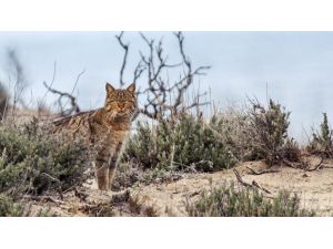 Karacabey Longoz Ormanlarında Yaşayan Yaban Kedisi Objektiflere Takıldı