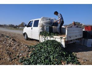 Satamadığı Salatalığı Çay Kenarına Döktü