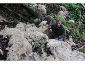 Ordu’da Sürü Psikolojisi 56 Koyunu Telef Etti