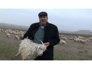 Hindi Dolmasına Alternatif Oğlak Dolması