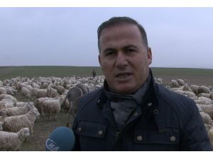 2015 Yılı Koyun-keçi Yılı Olacak