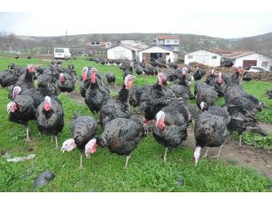 (Özel Haber) Bu Köy Yılbaşını İple Çekiyor