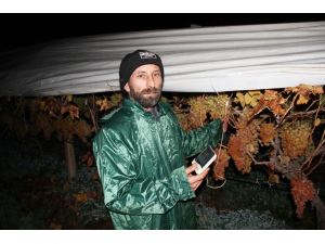 Üzümlerini Gözü Gibi Koruyor