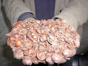 Fındık Kabuğu Fiyatını Katladı