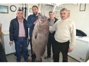 Sarosta 66,5 Kiloluk Dev Lağos Balığı