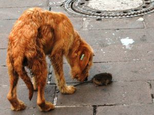 Köpeğin Fare İle Oyunu Şaşırttı